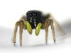 Heliophanus cupreus